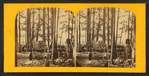 Indian camp.