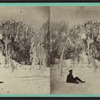 The Bowing Elm. Canada side above Horse Shoe Falls.