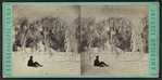 The Bowing Elm. Canada side above Horse Shoe Falls.