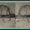 The Bowing Elm. Canada side above Horse Shoe Falls.