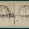 The Bowing Elm. Canada side above Horse Shoe Falls.