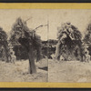 Ice encrusted trees in Luna Island, with opposite shore of the river in the distance.