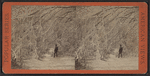 View on Goat Island.