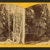 Left bank, Munising River, Grand Island, L.S.