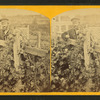 View of a man standing in a vineyard.