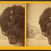 View of a buffalo head in front of a painted background.