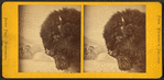 View of a buffalo head in front of a painted background.