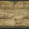 Gigantic lily leaf (Victoria Regia)used as a raft--in charming Como park, St. Paul, Minn.