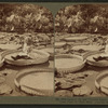 Gigantic lily leaf (Victoria Regia)used as a raft--in charming Como park, St. Paul, Minn.