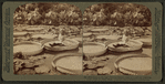 Gigantic lily leaf (Victoria Regia)used as a raft--in charming Como park, St. Paul, Minn.