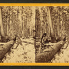 View of men sawing a tree in the forest.