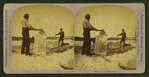 Minnesota ice harvest.