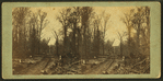 View of road through the woods.