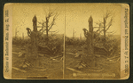 Through the timber - northeast.
