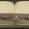 Spreading manure and plowing with tractor, Nebraska.