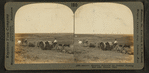Spreading manure and plowing with tractor, Nebraska.