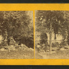 View of trees, little boy at pump.