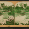 Lily Pond, Tower Grove Park, St. Louis, Mo. U. S. A..