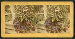 Callacin plant-house.