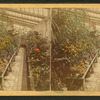 Interior of Plant House.
