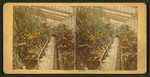 Interior of Plant House.