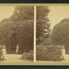 In the garden.