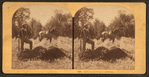 Buffalo hunting in Montana.