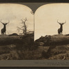 Lordly monarch of western wilds, an actual snapshot of a wild elk, Montana, U.S.A.