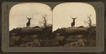 Lordly monarch of western wilds, an actual snapshot of a wild elk, Montana, U.S.A.