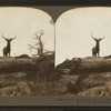 Lordly monarch of western wilds, an actual snaphot of a wild elk, Montana, U.S.A.