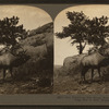 The whistling elk whose weird, flute-like cry echoes from hill to hill, Montana, U.S.A.