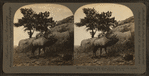 The whistling elk whose weird, flute-like cry echoes from hill to hill, Montana, U.S.A.