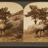 The whistling elk whose weird, flute-like cry echoes from hill to hill, Montana, U.S.A.