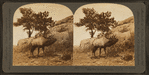 The whistling elk whose weird, flute-like cry echoes from hill to hill, Montana, U.S.A.