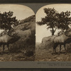 The whistling elk whose weird, flute-like cry echoes from hill to hill, Montana, U.S.A.