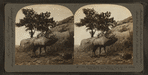 The whistling elk whose weird, flute-like cry echoes from hill to hill, Montana, U.S.A.
