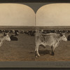 Straying herds of the great west--a cattle range in Montana, U.S.A.