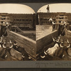 Shipping beef to the Chicago market, cattle industry, Montana, U.S.A.