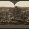 Baa! baa! baa!  3,000 sheep astray on a mountain range, U.S.A.