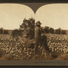 The shepherd and his flock, sheep industry, Montana, U.S.A.