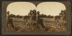 The shepherd and his flock, sheep industry, Montana, U.S.A.