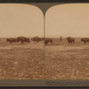 Some of America's famous and fast disappearing natives--wild buffalo near Flathead Lake, Montana.