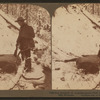 The monarch of mountain game--bull elk, victim of the hunter's rifle  Montana.
