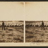 Thousands of sheep on one of the large ranches of Montana.