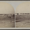 Cape May, N.J. [View of waders.]