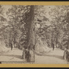 Lovers Bower, Fort Lee on the Hudson, N.Y.