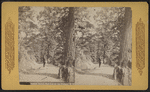 Lovers Bower, Fort Lee on the Hudson, N.Y.
