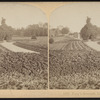 Hoey's Grounds, Long Branch, N.J.