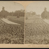 Hoey's Grounds, Long Branch, N.J.