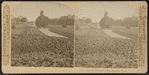 Hoey's Grounds, Long Branch, N.J.
